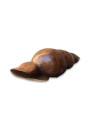 Vintage wooden seashell | Carved wooden conch shell