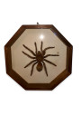Araignée mygale sous verre vintage