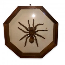 Tarantula spider under vintage glass