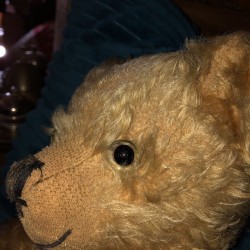 Old Steiff teddy bear in blond mohair