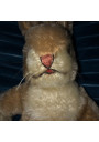 Lapin Steiff  années 50/60 |Baby Rabbit Sassy | Steiff