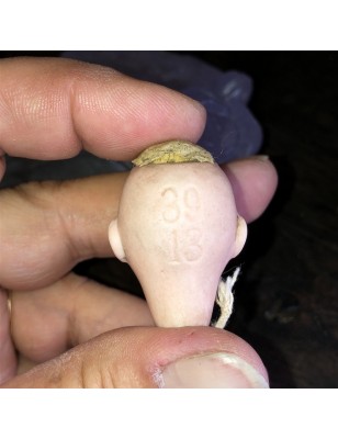Old closed mouth bisque mignonette head